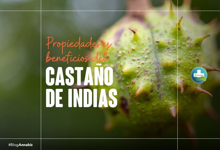 Propiedades y beneficios del castaño de indias